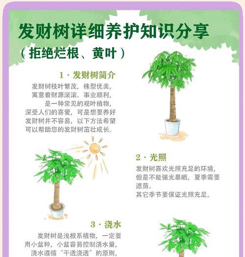 发财树嫁接的方法和技巧是什么？