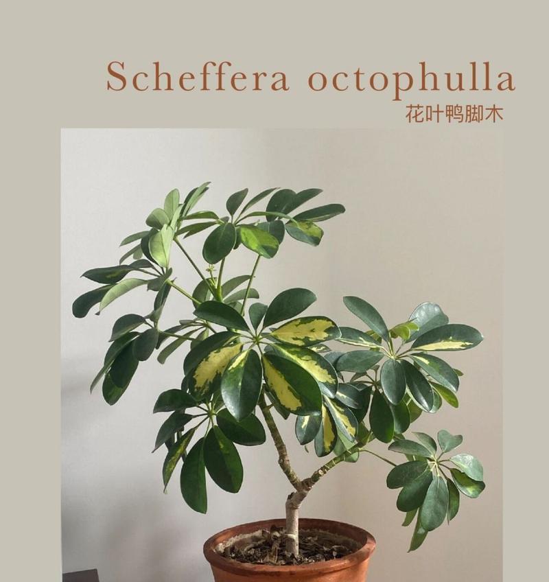 鸭掌木有多少种品种？如何鉴别鸭掌木品种？