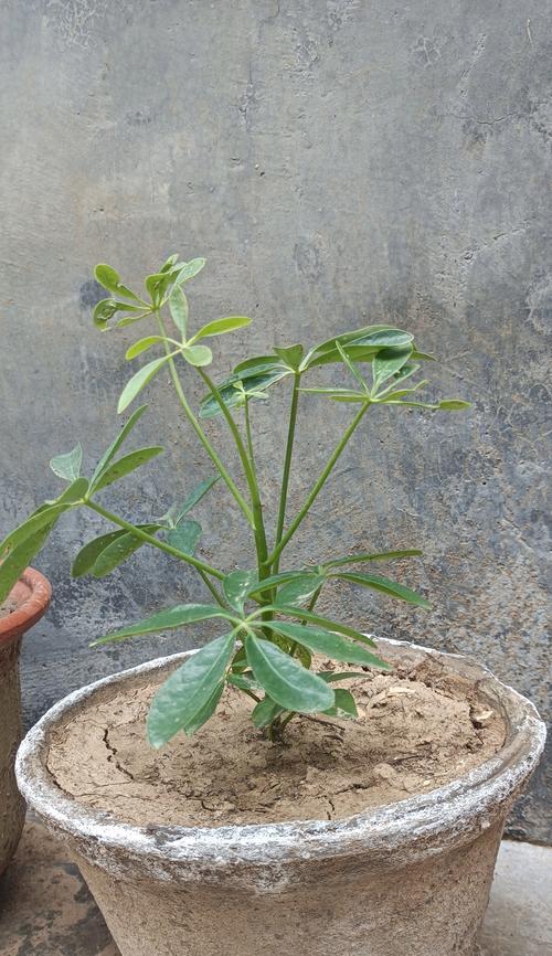 鸭掌木有多少种品种？如何鉴别鸭掌木品种？