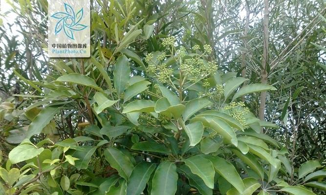 鸭掌木有多少种品种？如何鉴别鸭掌木品种？