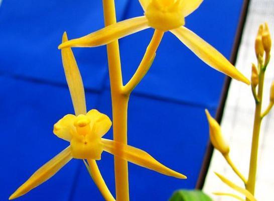 广东兰花品种有哪些？广东兰花品种的特点是什么？