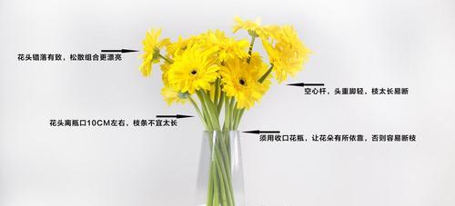 扶郎花的养护技巧和常见问题是什么？