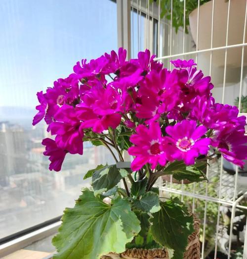 扶郎花的养护技巧和常见问题是什么？