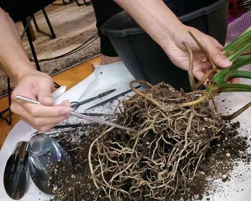 龟背竹烂根了怎么办？有效处理方法是什么？