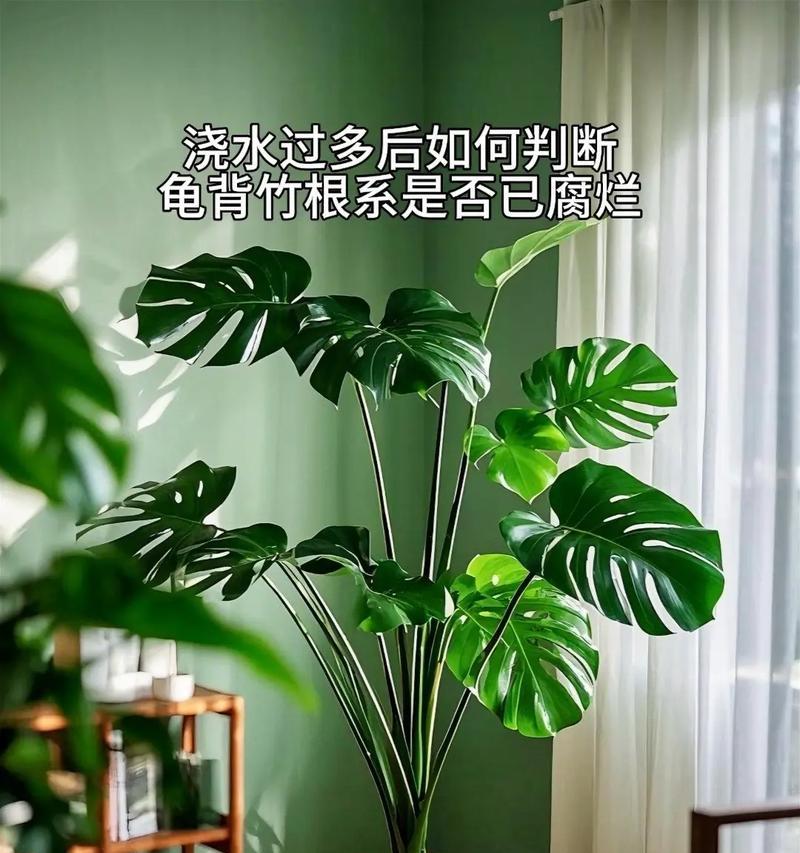 龟背竹烂根了怎么办？有效处理方法是什么？