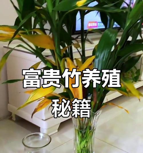 富贵竹冬季养护要点是什么？如何让富贵竹安全过冬？