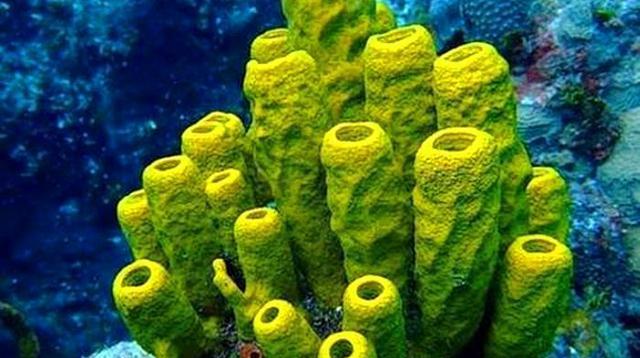 海洋植物有哪些种类？海中植物的生存环境如何？