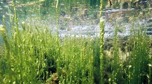 海洋植物有哪些种类？海中植物的生存环境如何？