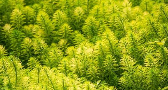 海洋植物有哪些种类？海中植物的生存环境如何？