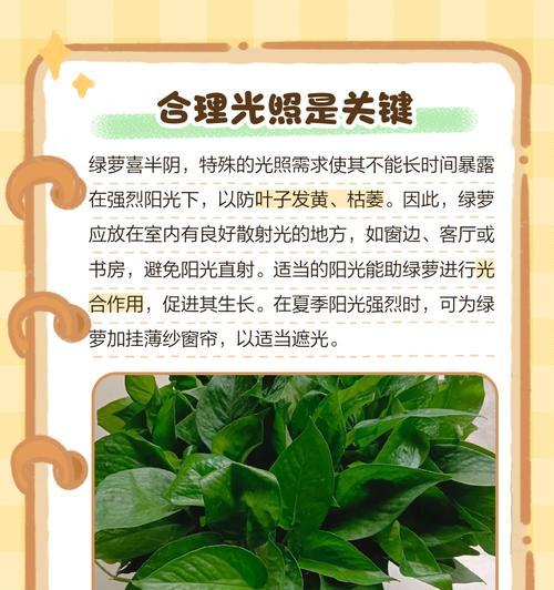 水培绿萝的固定方法是什么？如何确保绿萝稳定生长？
