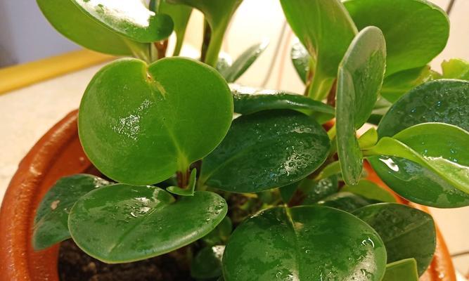 碧玉植物的养护要点有哪些？