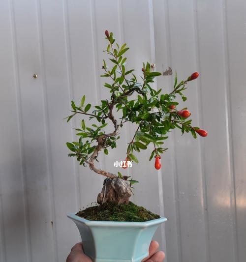 小石榴盆栽修剪方法和技巧？