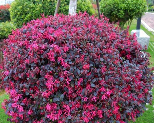 红叶植物有哪些？红叶植物的观赏价值和养护要点是什么？