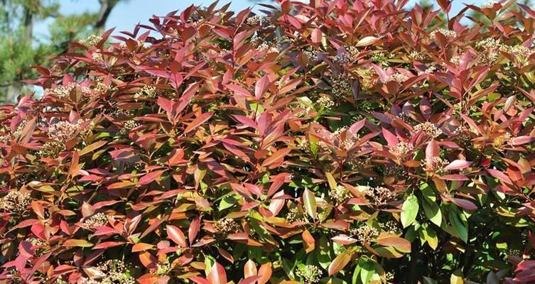 红叶植物有哪些？红叶植物的观赏价值和养护要点是什么？