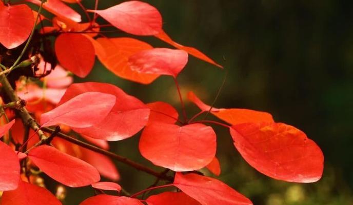 红叶植物有哪些？红叶植物的观赏价值和养护要点是什么？