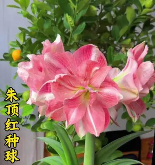 朱顶红适合什么花盆？如何为朱顶红选择合适的花盆？