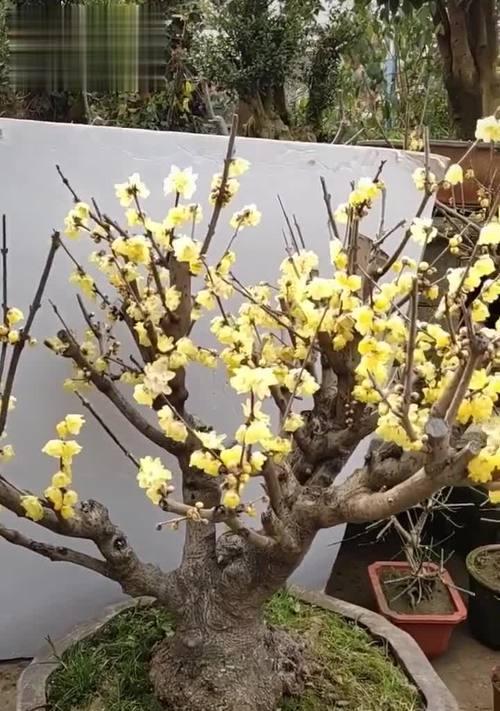 梅花落叶时间是什么时候？落叶前的养护建议？