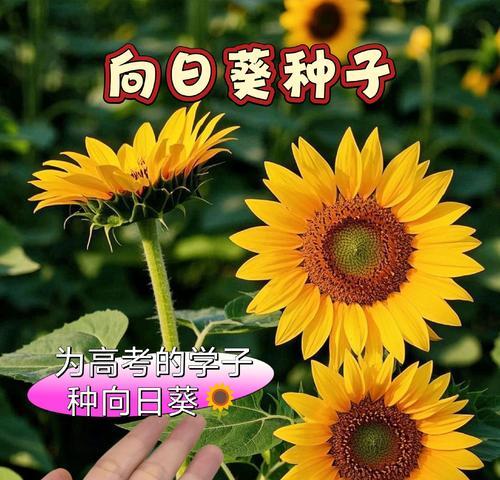 向日葵的最佳开花时间是什么时候？