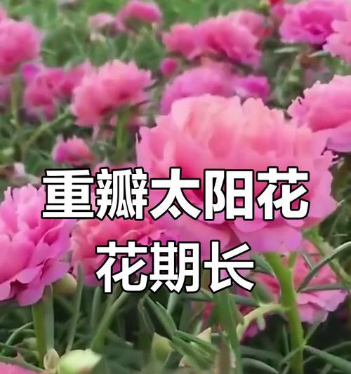 向日葵的最佳开花时间是什么时候？