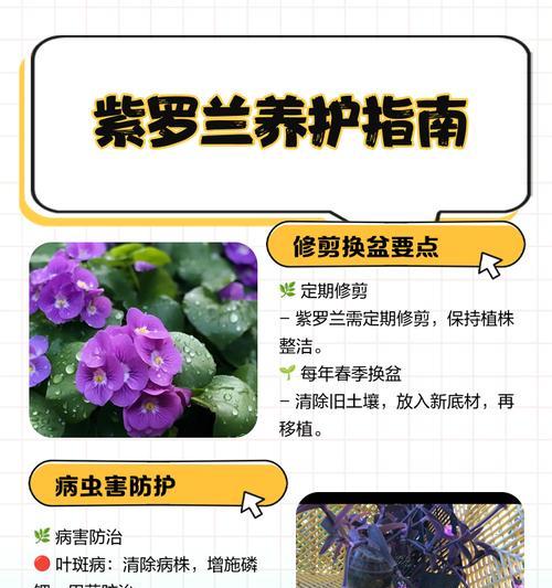 紫罗兰的最佳种植季节是什么时候？种植时应注意什么？