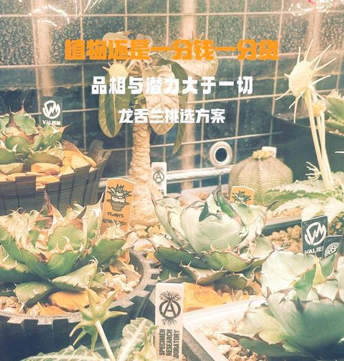 好的龙舌兰品种有哪些？龙舌兰的养护和繁殖技巧是什么？