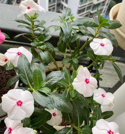 哪些植物可以四季持续开花？