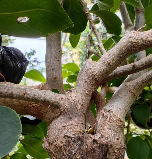怎么嫁接花？掌握正确方法提高成功率！