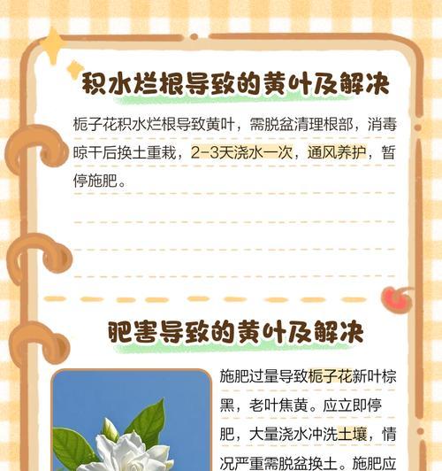 栀子花叶子发黄的解决方法是什么？