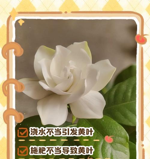 栀子花叶子发黄的解决方法是什么？