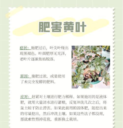 栀子花叶子发黄的解决方法是什么？