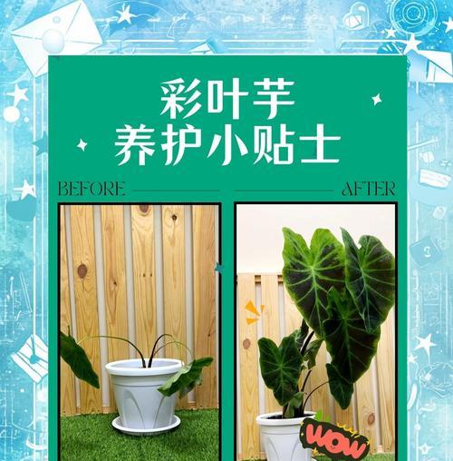 彩叶草的养殖技巧有哪些？