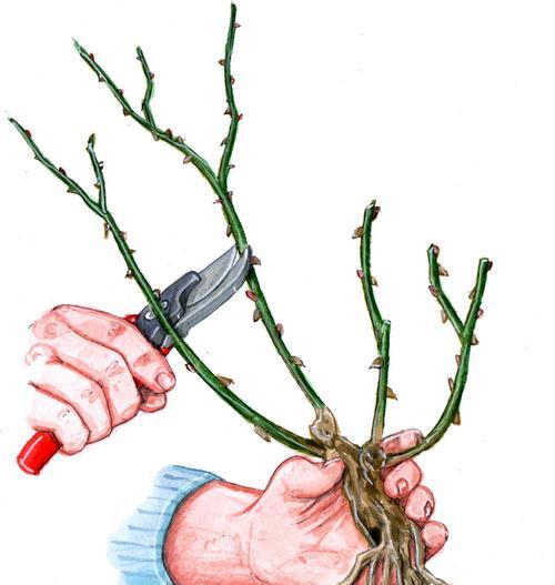 木兰花的种植方法是什么？如何进行修剪？