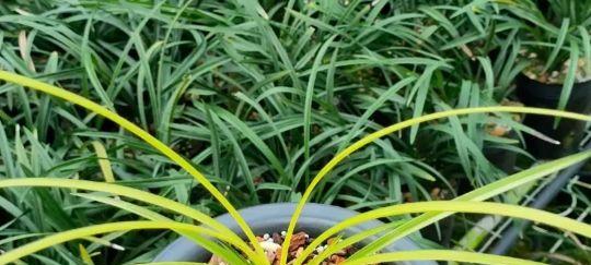 木兰花的种植方法是什么？如何进行修剪？