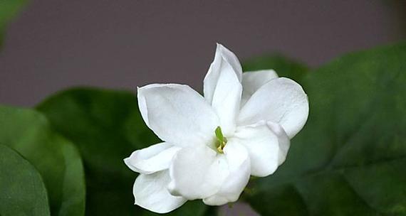 茉莉花有哪些常见品种？不同品种的香味有何不同？