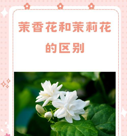 茉莉花有哪些常见品种？不同品种的香味有何不同？