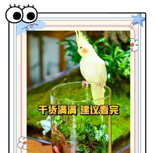 苔藓种植需要注意哪些问题？