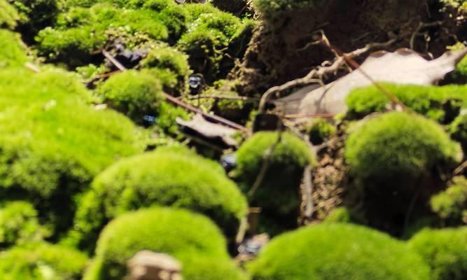 苔藓种植需要注意哪些问题？