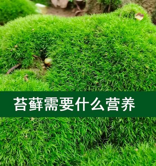 苔藓种植需要注意哪些问题？