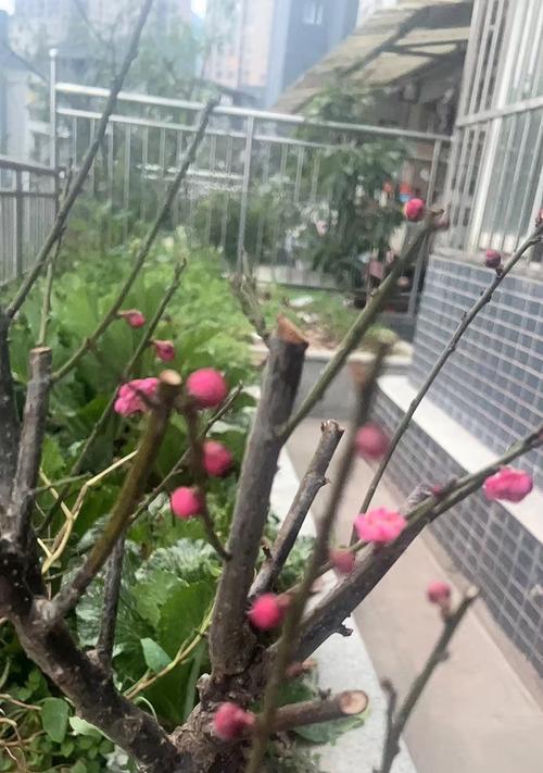 红梅花的养殖环境和护理要点有哪些？