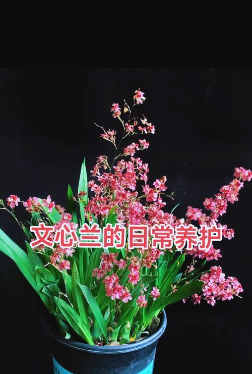 夏季植物养护技巧有哪些？