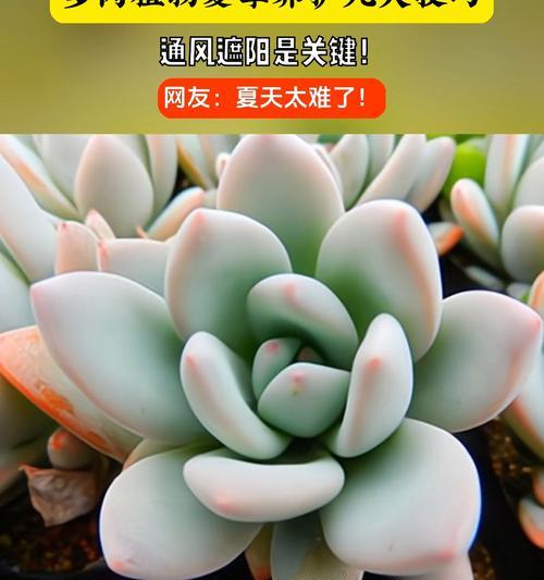 夏季植物养护技巧有哪些？