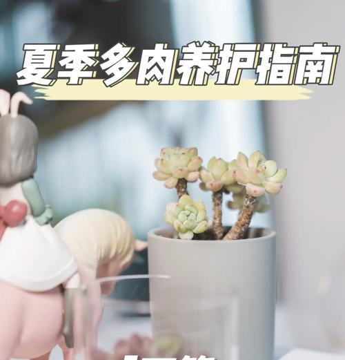 夏季植物养护技巧有哪些？