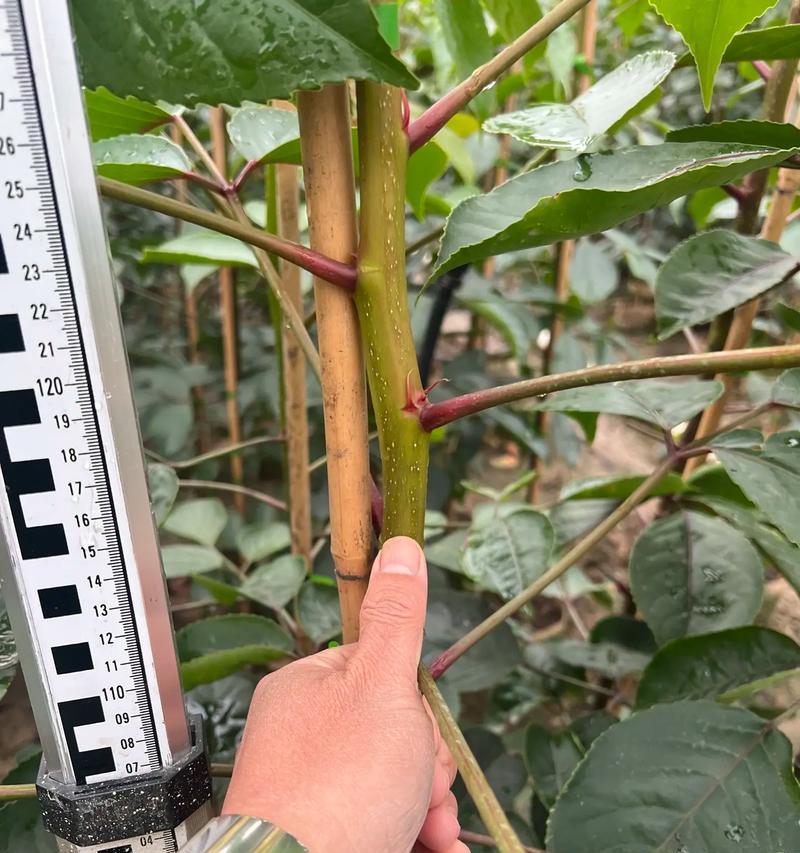 深秋的植物有哪些？秋季适合种植哪些植物？