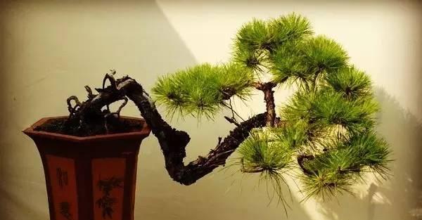 马尾松盆景制作的技巧有哪些？