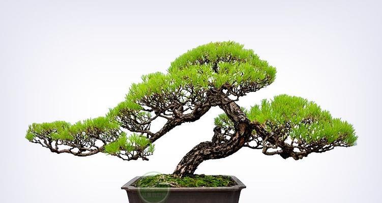 马尾松盆景制作的技巧有哪些？
