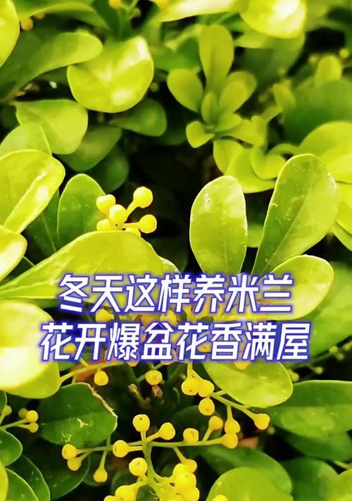 米兰的繁殖方法有哪些？哪种方式最适合家庭？