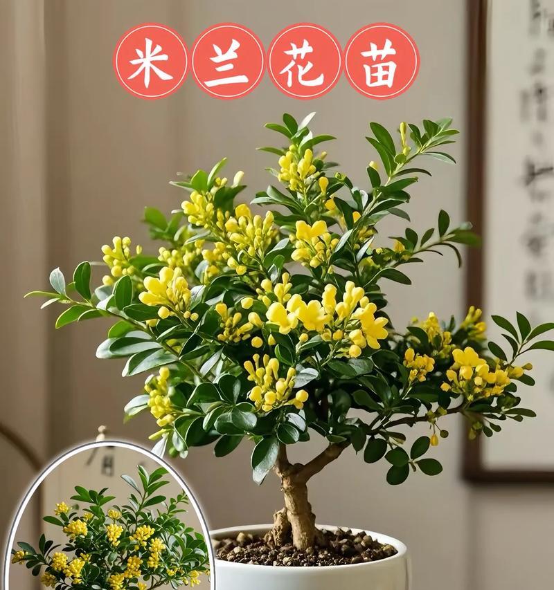 米兰的繁殖方法有哪些？哪种方式最适合家庭？