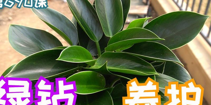 盆栽绿钻的正确养护技巧有哪些？