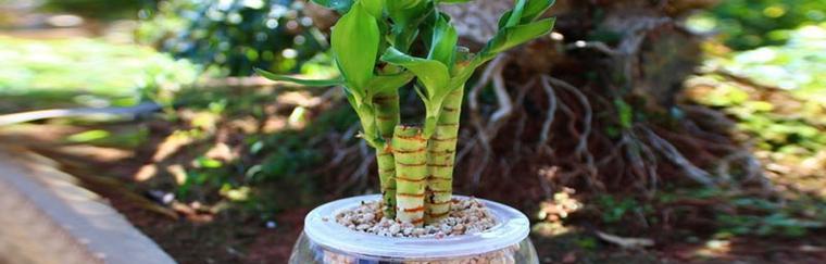 小杨柿怎么种植方法？种植小杨柿有哪些常见问题？