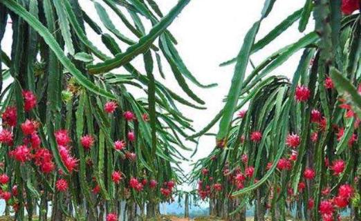 小杨柿怎么种植方法？种植小杨柿有哪些常见问题？